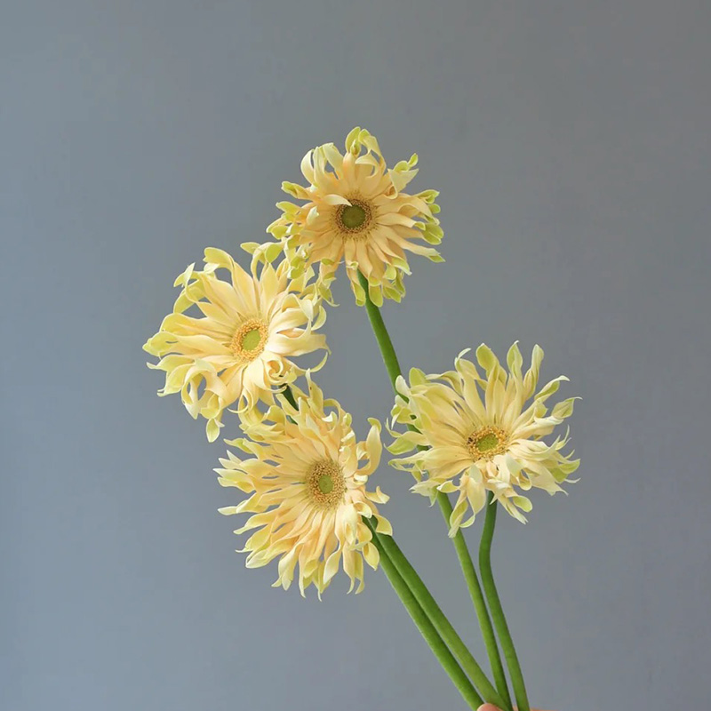 进口荷兰卷边弗朗鲜花直批上海直发水养插花jd快递花束妇女节礼物 乳