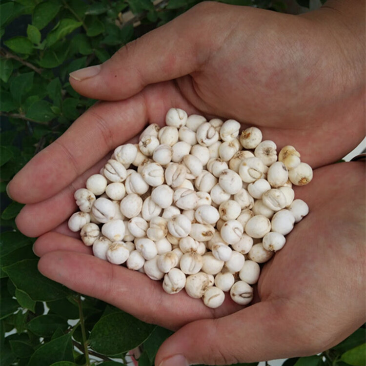 川贝川贝母特级无硫仿野生种植润肺四川川贝500g/250g多规格 100克