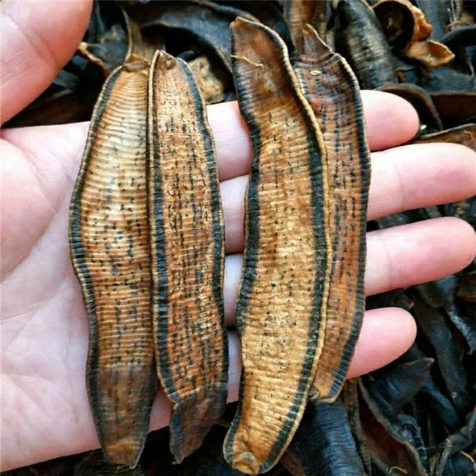 北京同仁堂原料中药材金边水蛭蚂蝗干货 宽体金线水蛭麻黄干干货磨粉