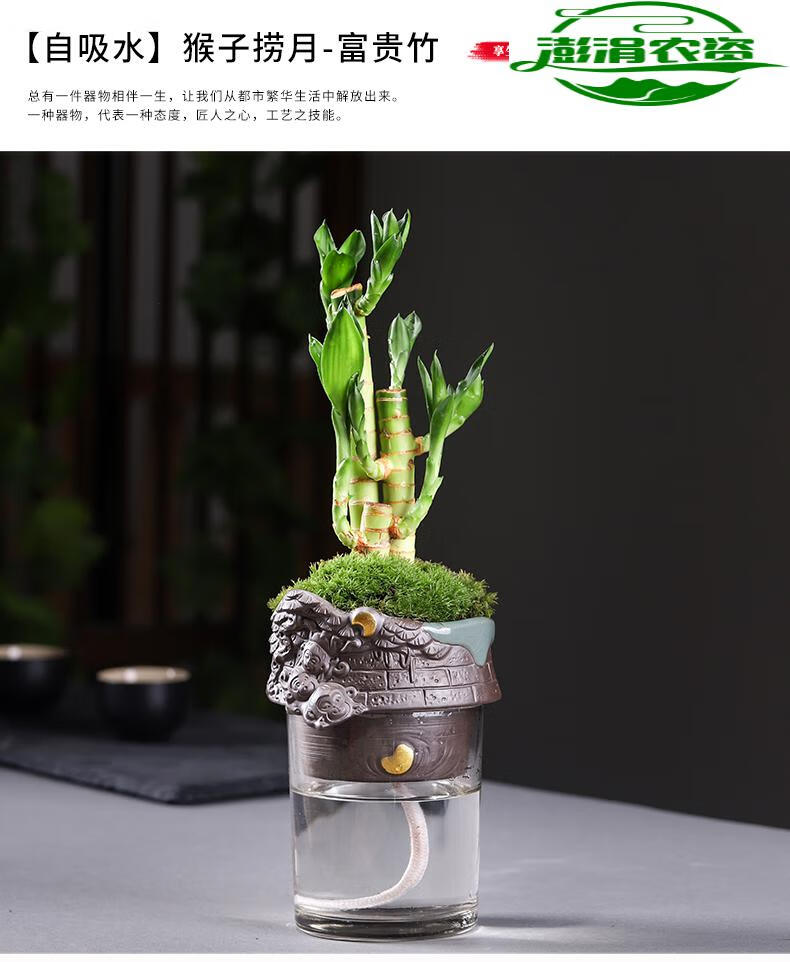 水培植物荷花竹水养盆栽室内花卉绿植文昌竹风水鱼七秒储水底座磨砂白