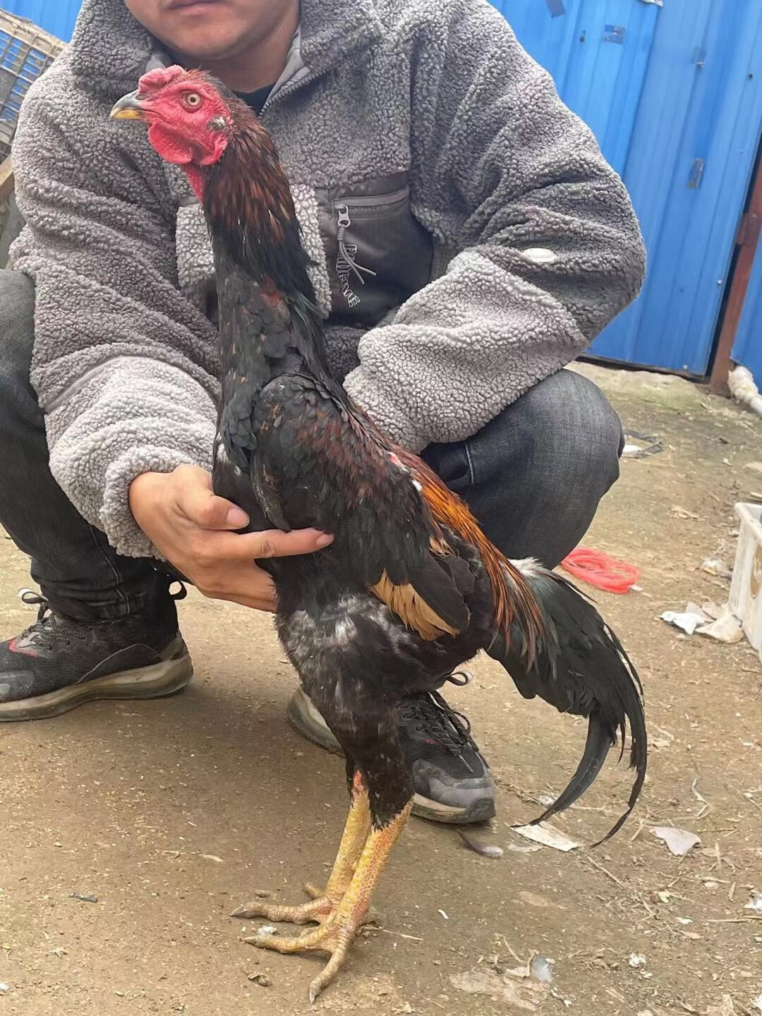 【官方旗舰】纯种盖沙斗鸡活体越南鬼子鸡成年鸡泰国斗鸡中原斗鸡活体