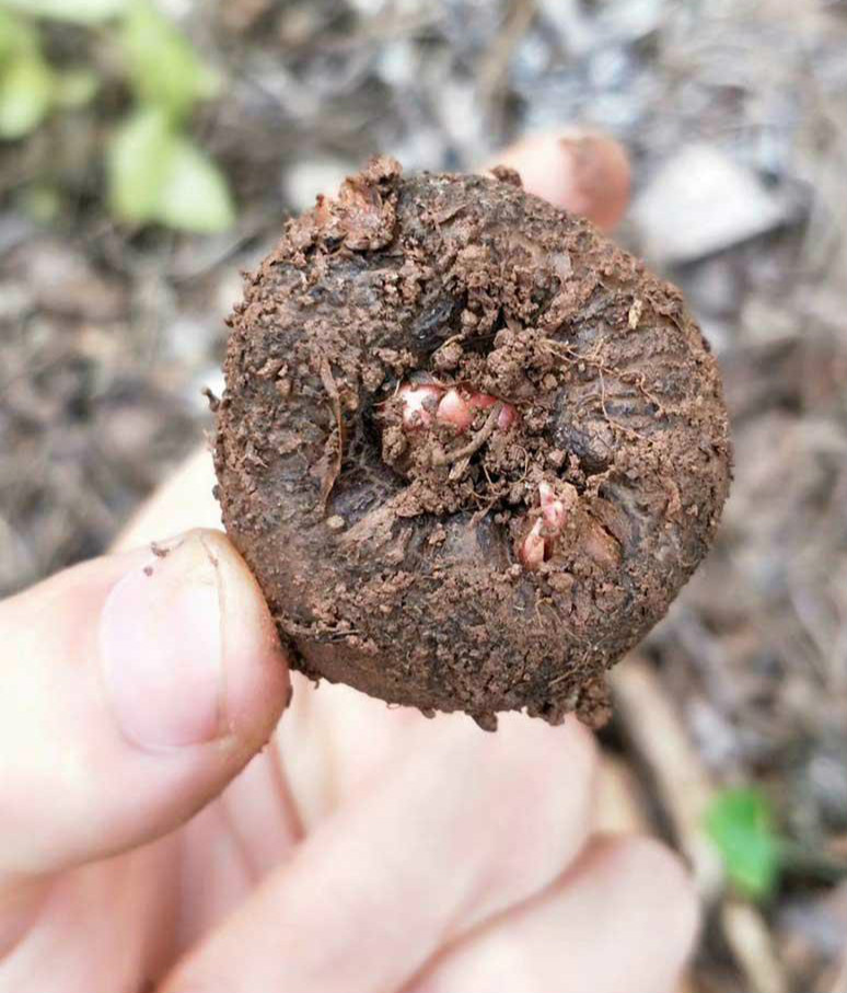 魔芋种子高产一代磨芋四季种植脱水消毒花魔芋种籽 白魔芋种子半斤