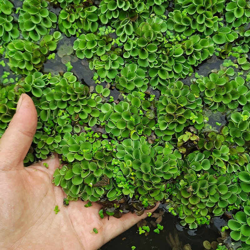 肚兜萍水浮萍水生水培植物浮萍水草鱼缸造景浮萍绿植室内阳台绿色肚兜