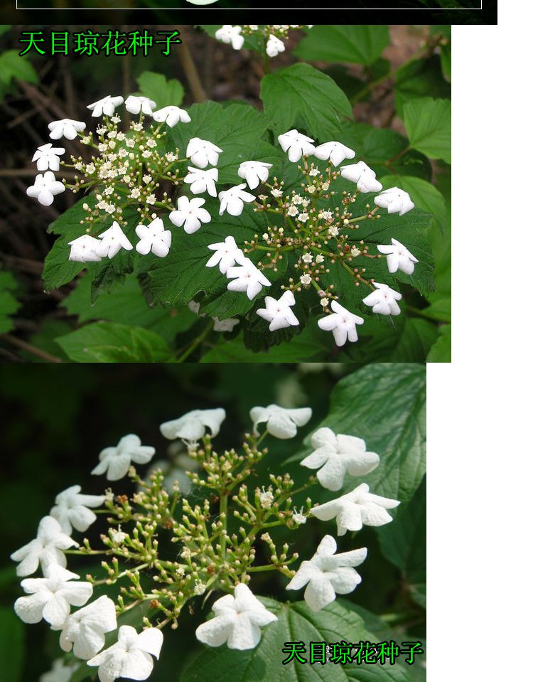 新籽中草药种子天目琼花种子鸡树条荚蒾鸡树条佛头花树种子50克