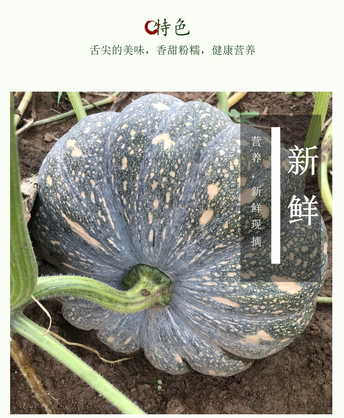 农家老南瓜磨盘大南瓜新鲜蔬菜圆南瓜粉甜糯黄南瓜现摘宝宝辅食78斤粉