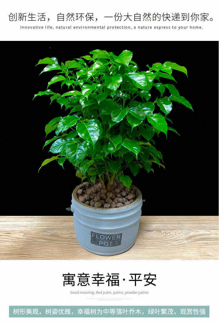 幸福树树绿植花卉小盆栽室内客厅办公室四季常青植物净化空气 款 4颗