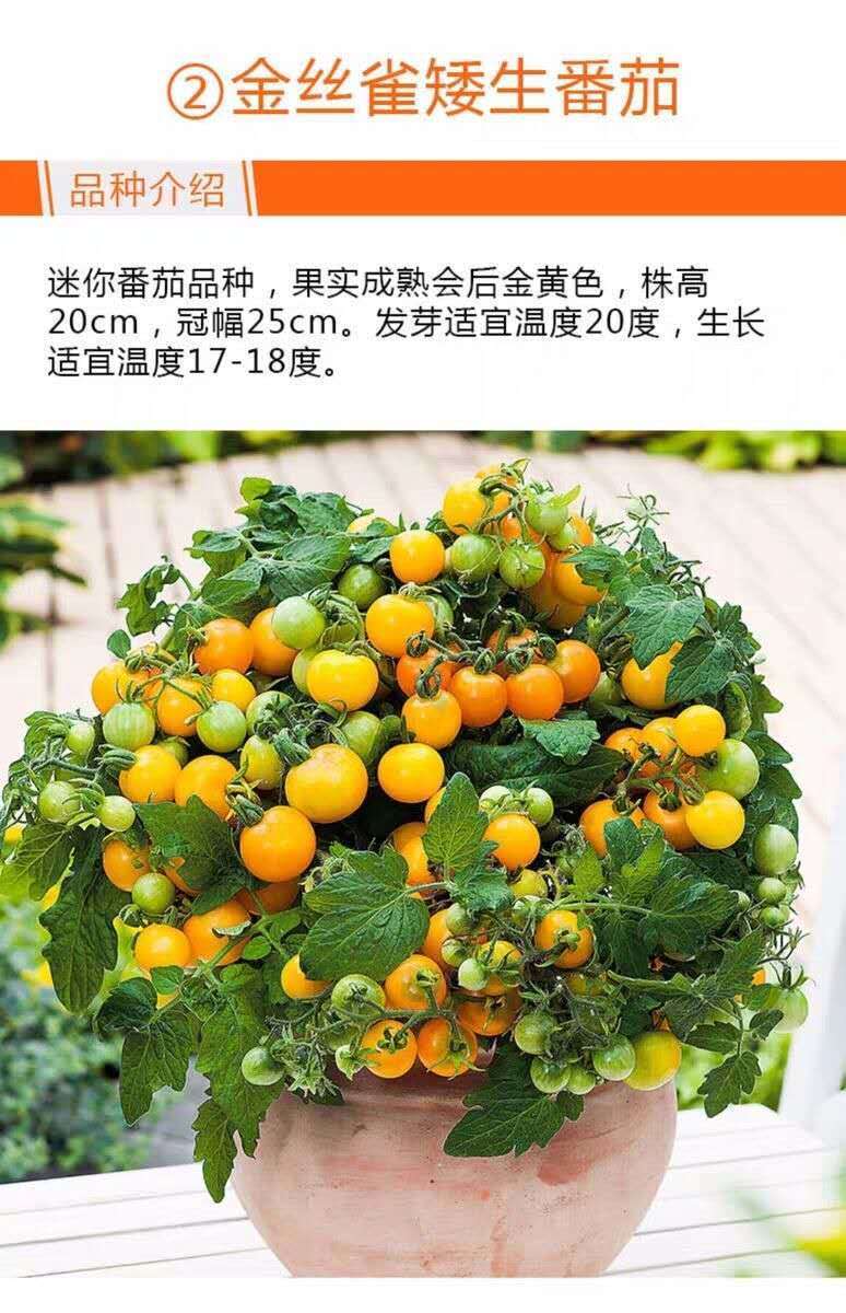 矮生盆栽番茄种子蔬菜种孑苗早熟小西红柿农家四季春阳台水果种子