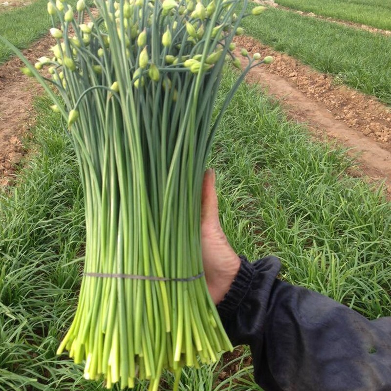 山东新鲜韭苔鲜嫩韭菜苔韭菜2/3/5斤蔬菜韭苔菜农家现摘现发 3斤【图