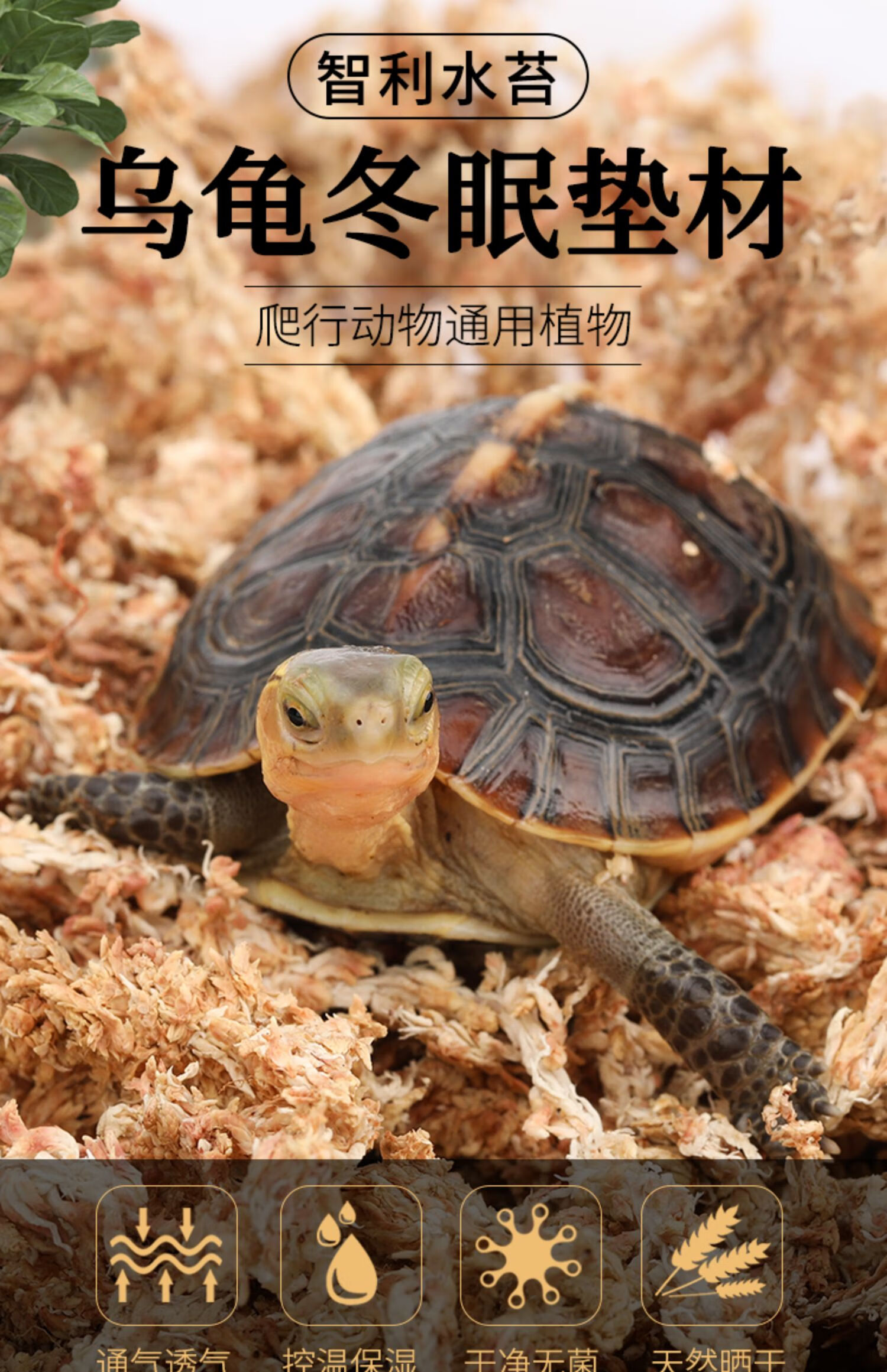 乌龟冬眠箱套餐过冬用黄缘龟半水龟保暖过冬垫材料智利水苔爬宠巴西