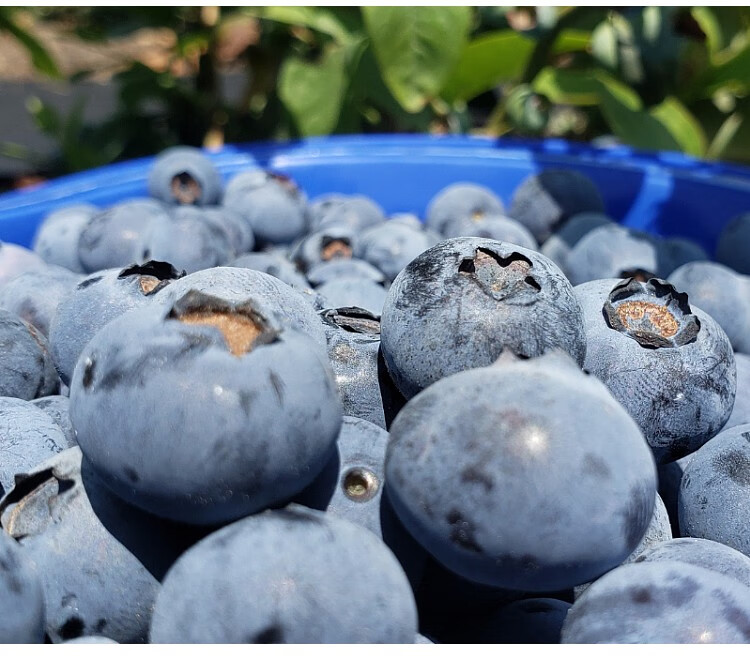 云南山地露天新鲜蓝莓水果125克盒现摘现发整箱大果顺丰空运人工精选