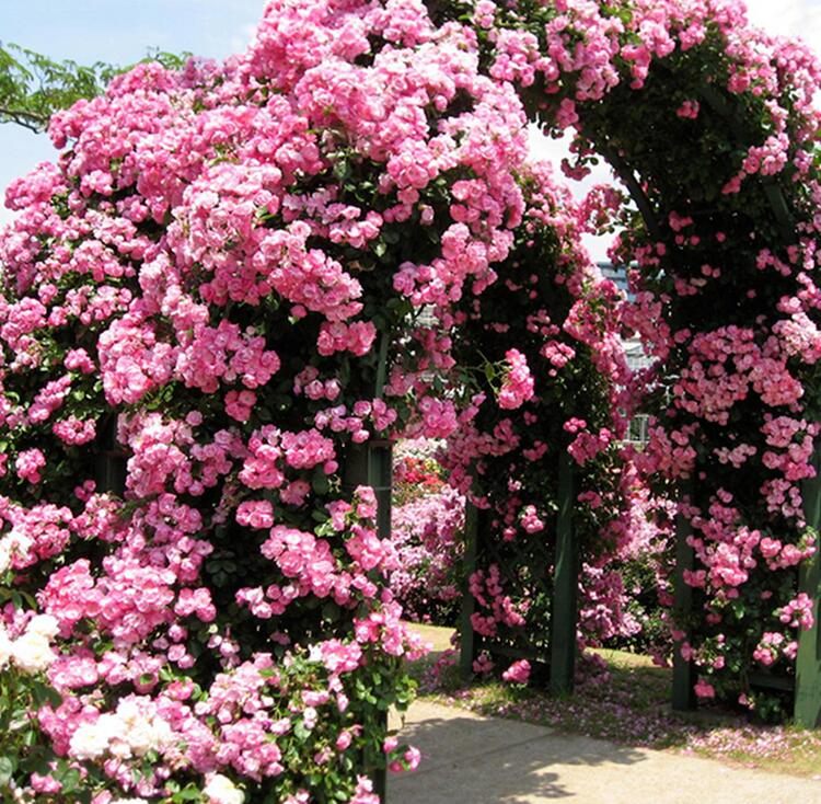 欧洲藤本爬藤植物蔷薇玫瑰粉龙沙宝石月季花苗庭院拱门盆栽四季 黄色