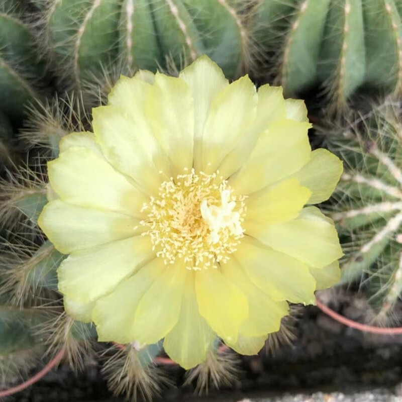 金冠银冠开花仙人球仙人掌群生球好养室内多肉盆景耐旱群生 金冠(14