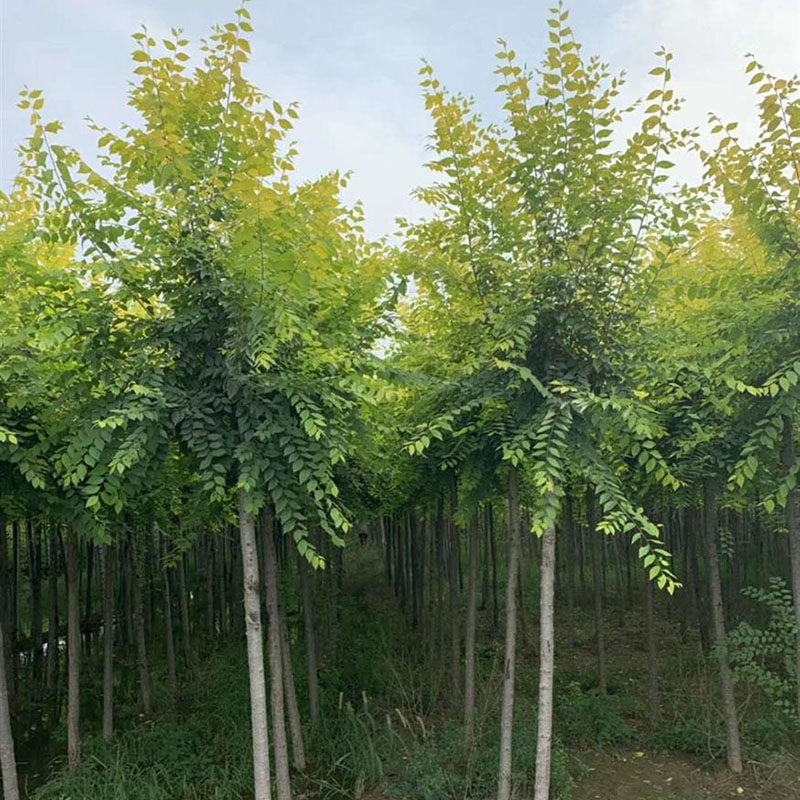 菜友 榆树苗金叶榆树苗榆树钱庭院户外工程绿化苗木榆树小苗食用榆树