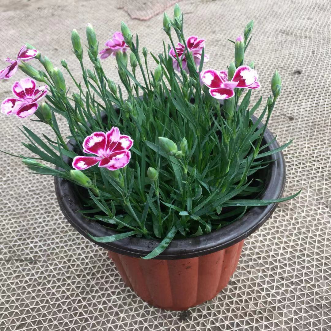 园艺五彩石竹盆栽欧室外阳台庭院花卉耐寒多年生石竹10