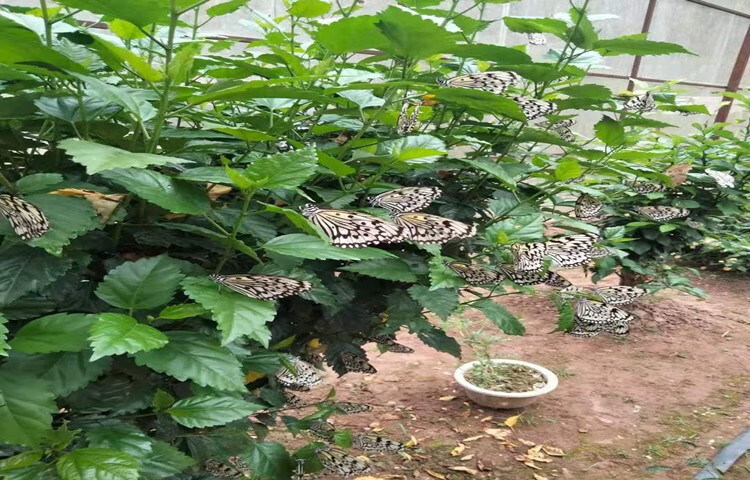 活體蝴蝶蛹兒童科普飼養觀察小昆蟲寵物 金斑/青斑/鳳蝶卵50粒【圖片