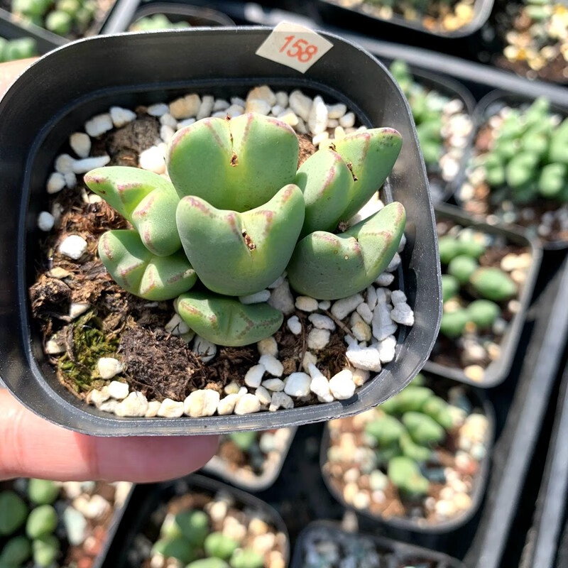 花络阁口笛少将混合杂交肉锥多肉植物一物一拍少将10头左右