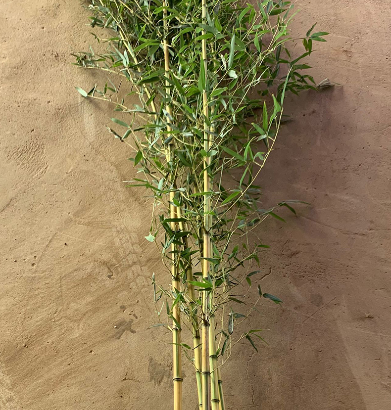 金镶玉竹黄金竹庭院竹子苗四季常青花园植物观赏竹竹子盆栽景观竹