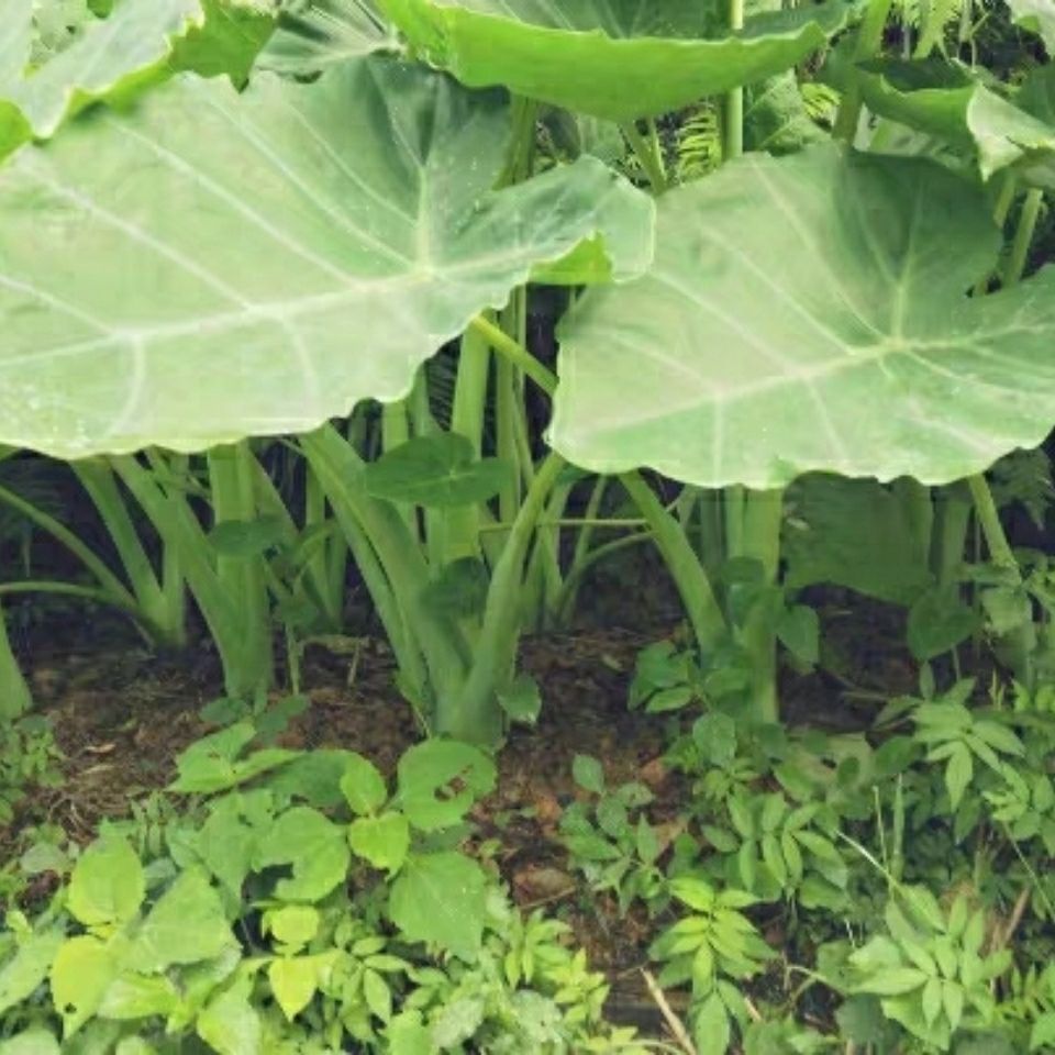 煮魚煮鴨廣菜新鮮現摘廣菜牛癟廣菜芋蒙芋荷菜帶根盆栽廣菜苗5顆煮魚