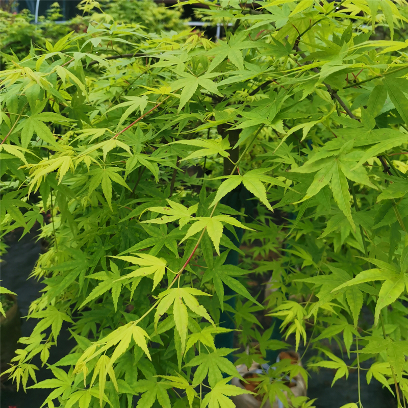 流泉枫日本进口枫树品种垂枝枫瀑布地毯枫庭院阳台室内枫树盆景流泉枫