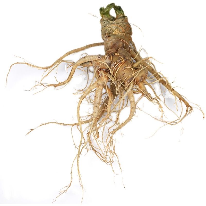 正宗云南文山特产新鲜三七王5头8头田七现挖泡酒煲汤养生食材精选新鲜