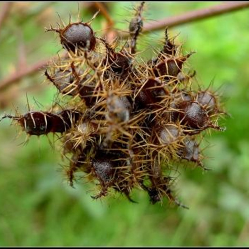 含羞草种子室外庭院阳台盆栽花卉草籽四季易活怕羞草 含羞草种子500粒