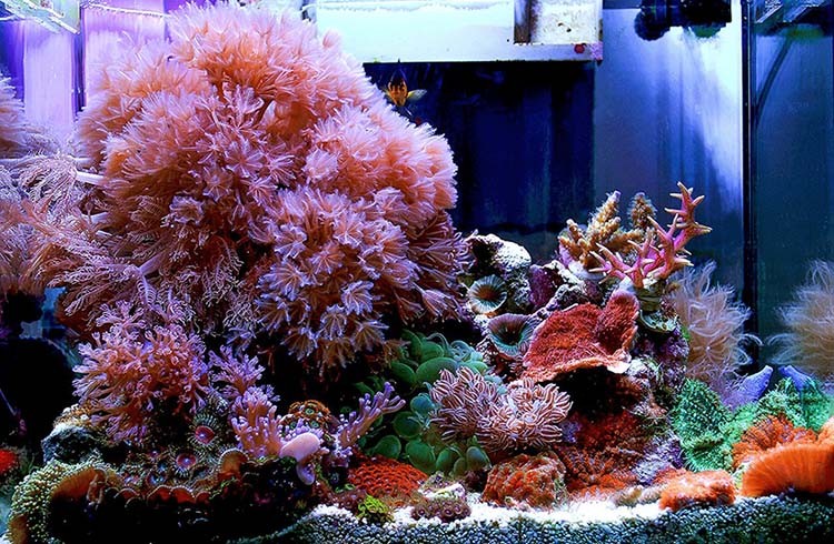 珊瑚活体活物澳洲闪千手会抓水澳闪活体lps海水缸生物易养易活家养