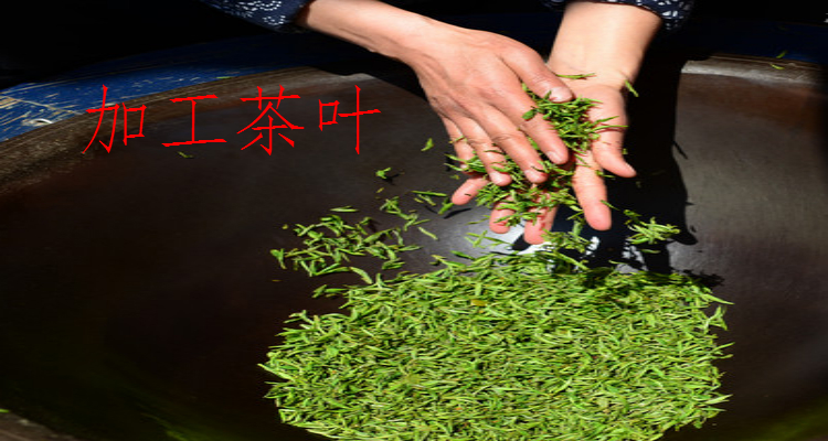 茶叶苗栽培种植技术要点