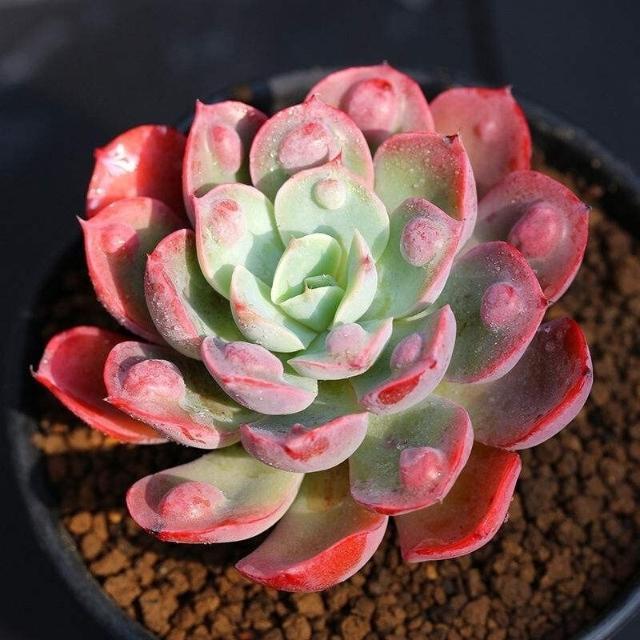 雨滴群生多头多肉植物盆栽肉肉新手植物办公室创意花卉绿植 雨滴 雨滴