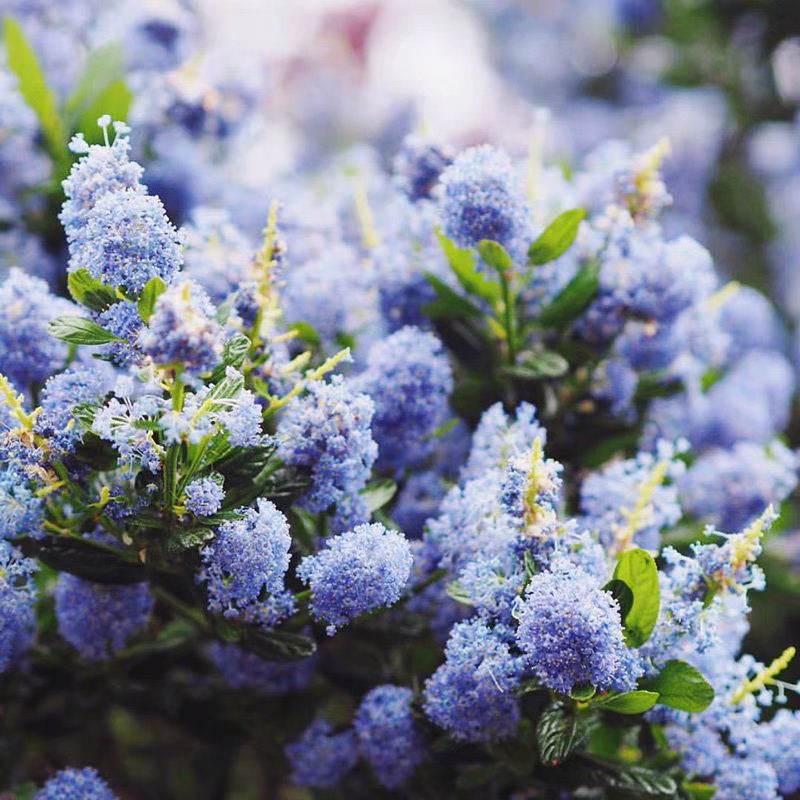多瑙梦园艺进口美洲茶花盆栽大苗蓝色树海洋多年生灌木乔木庭院植物苗