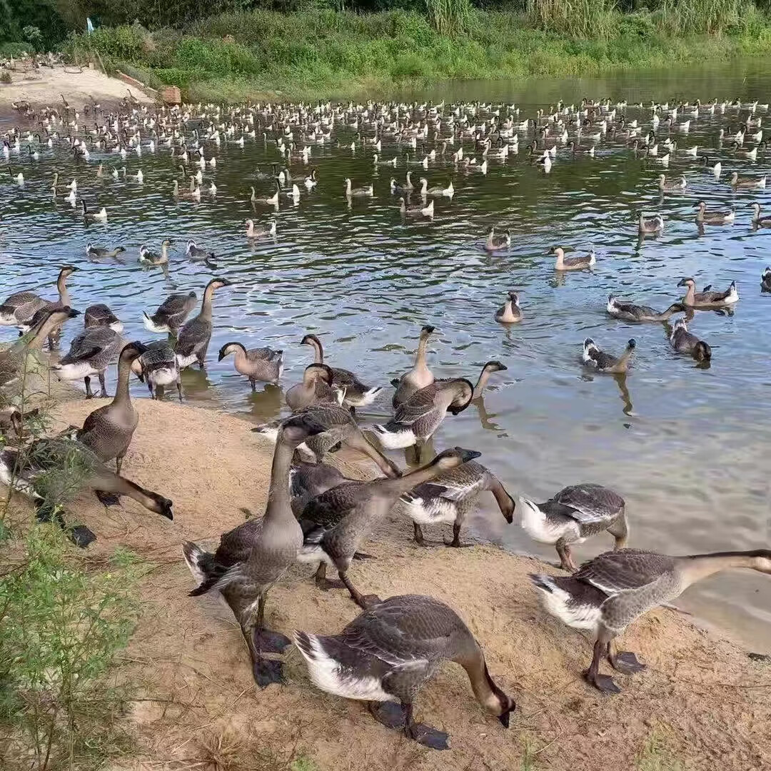 旺园兴黑棕鹅活苗活物马岗鹅大种杂交鹅阳江鹅苗大白沙鹅苗灰鹅小苗
