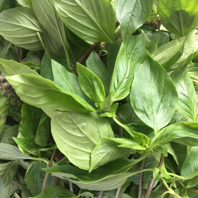 顺丰九层塔新鲜金不换鱼香草冬阴功食材香料菜三杯鸡250g