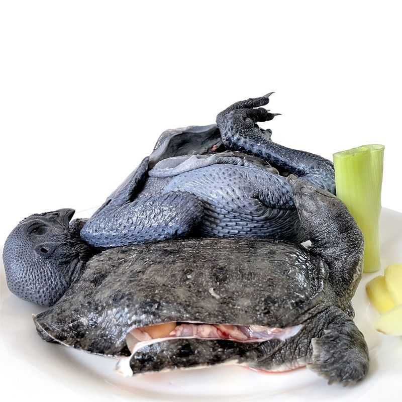 现杀外塘甲鱼肉王八鳖乌骨鸡肉老母鸡滋补养生霸王别姬公鸡甲鱼共3斤