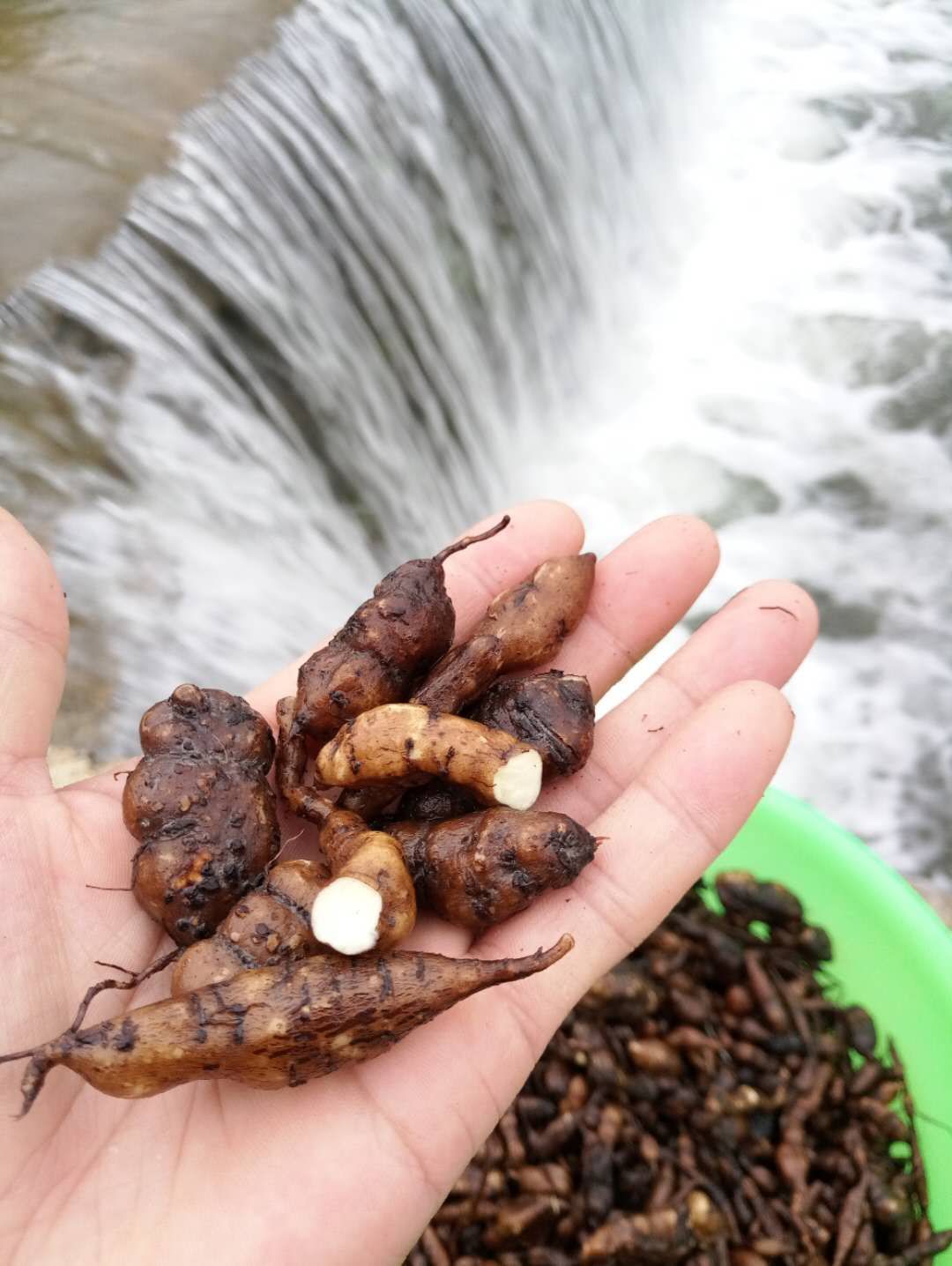 浙江生三叶青金线吊葫芦石老鼠新鲜晒干打粉中药材100g