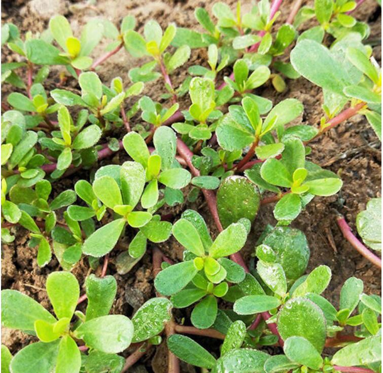 马齿苋菜新鲜【发顺丰】现挖马齿菜 马蜂菜马苋菜 马齿笕蚂蚱菜 2斤