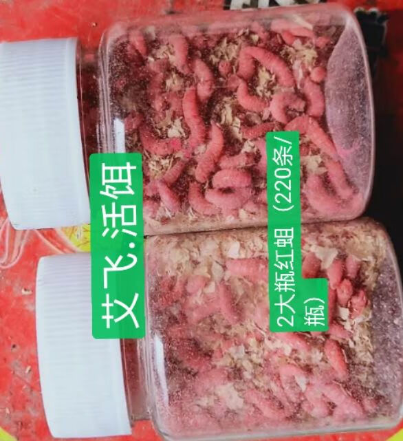 釣魚活體蛆蟲活蛆肉蛆大蛆紅色蛆牙子活蟲瓶裝釣公魚白蛆昆蟲魚餌白蛆