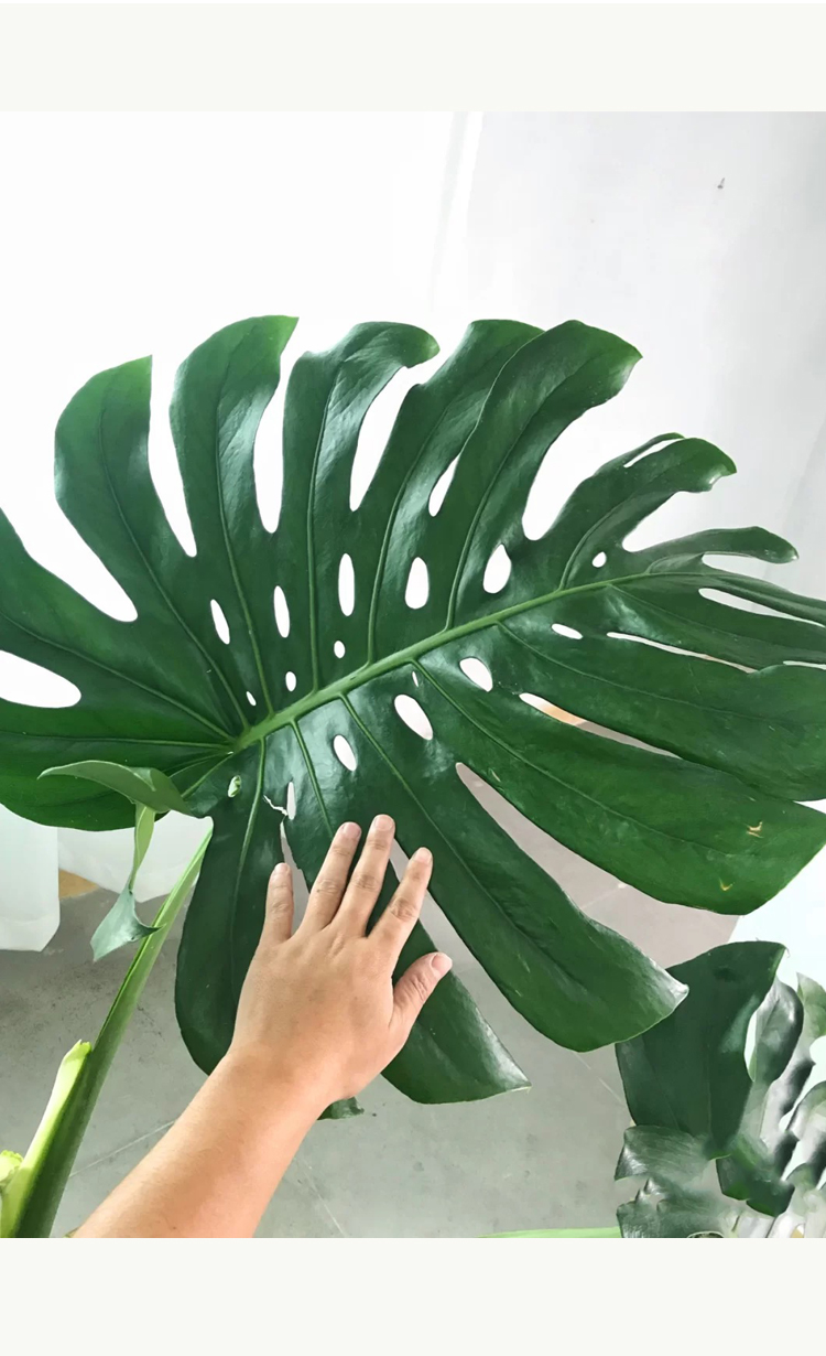 龟背竹大型室内客厅老桩植物盆栽吸甲醛北欧风热带好养大叶绿植 90