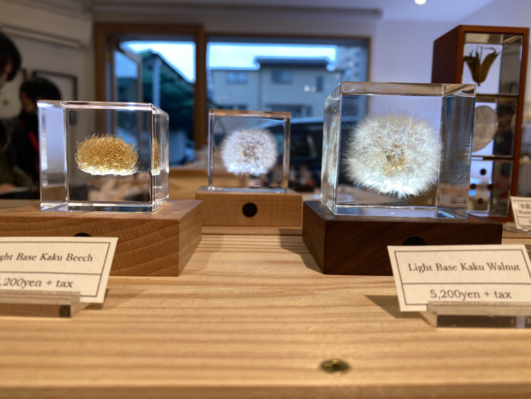 宙solacube蒲公英标本植物宇宙立方体日本直购usaginonedoko银扇草4cm