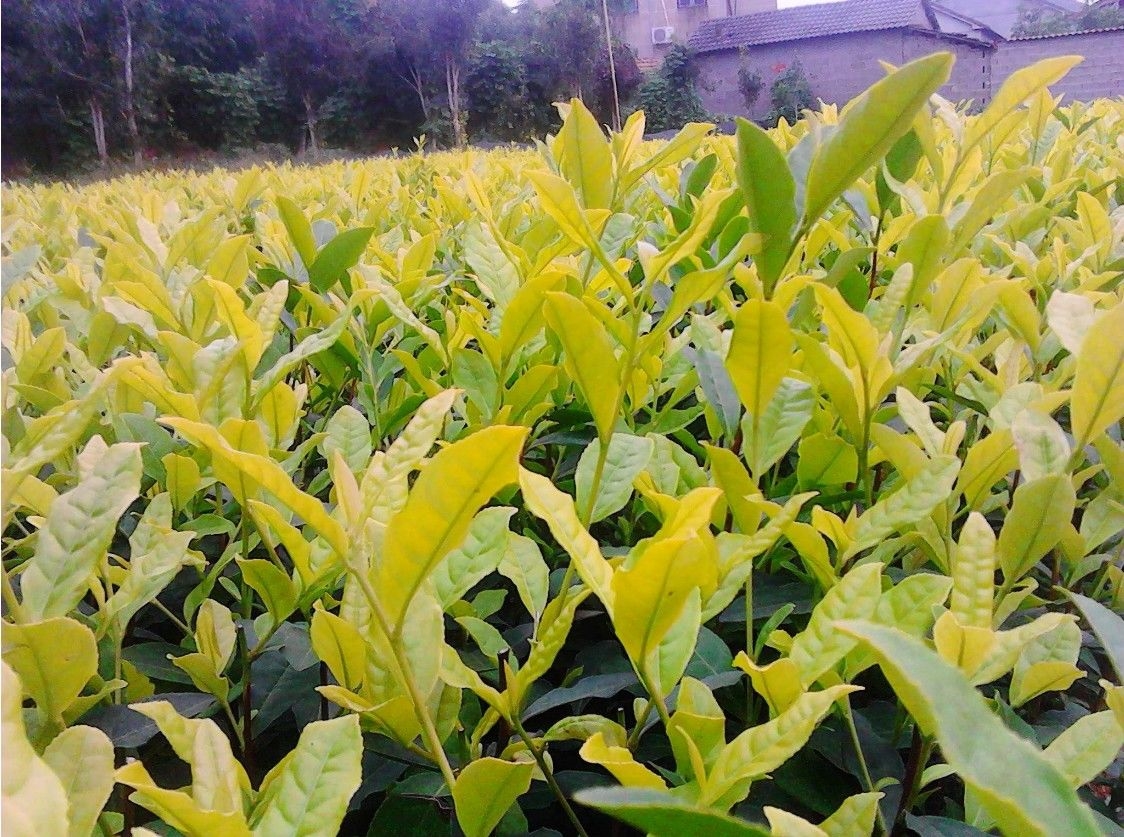 茶叶苗南方茶叶苗 南方种植正宗 安吉白茶苗龙井碧螺春黄金芽绿茶