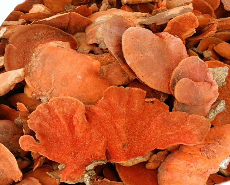 100克牛樟芝【图片 价格 品牌 报价】-京东