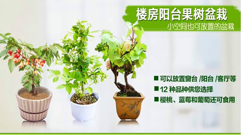 葡萄树苗图片