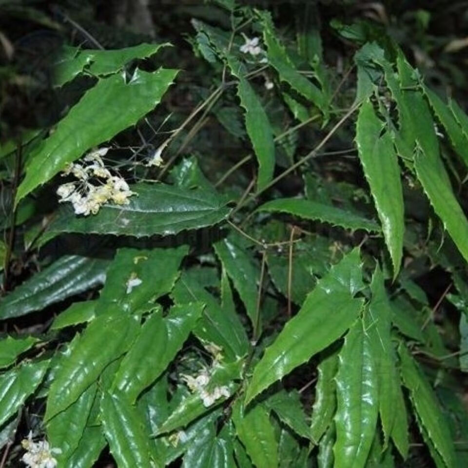 四川淫羊藿 整颗淫羊藿叶仙灵脾叶茶 泡酒泡茶500克 野生淫羊藿整颗