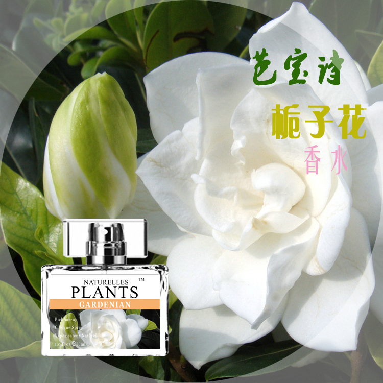 栀子花小众品牌清新淡雅持久留香枝枝花桅子花香水 30毫升栀子花香水礼盒装 30mL