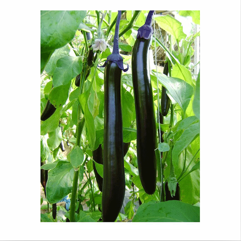 民汇园蔬菜种子紫黑亮长茄种子紫长茄子紫黑茄子籽 早熟长线形果实紫
