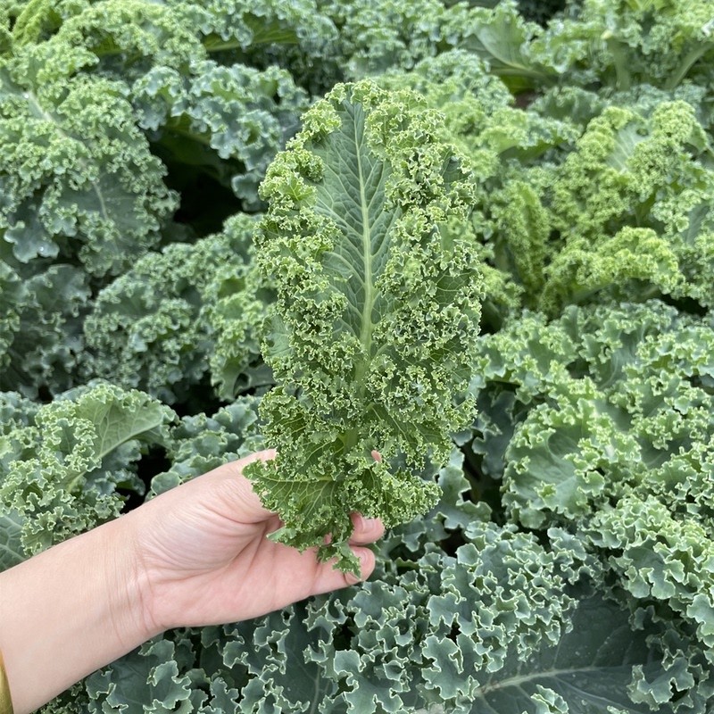 竹歡 羽衣甘藍種苗雨衣甘藍盆栽耐寒花卉秧苗家庭陽臺庭院四季秋冬