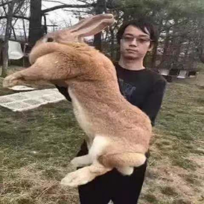 店铺推荐新品巨兔大型肉兔喜马拉雅巨兔活体家养兔子巨兔苗可长50斤可