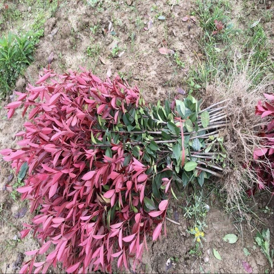 红叶石楠苗杯苗绿篱苗红罗宾石楠庭院别墅绿化苗围墙色块苗 红叶石楠