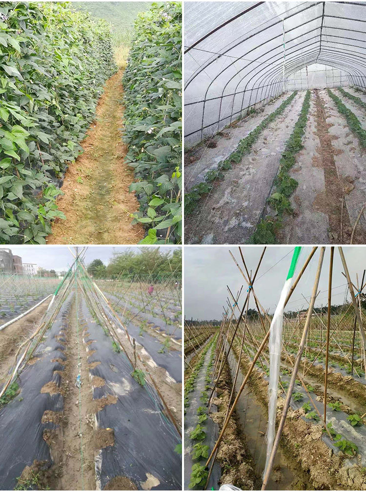 植物爬藤网攀爬瓜网山药豆角豇豆黄瓜苦瓜丝瓜吊瓜百香果种植网18100