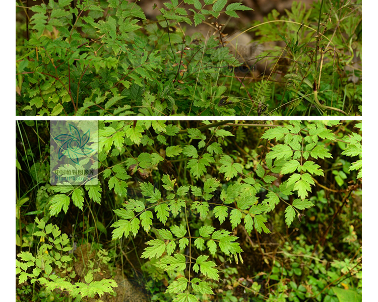 500克 高原中药材 升麻 (川升麻 鸡骨升麻 鬼脸升麻) 产四川 阿坝