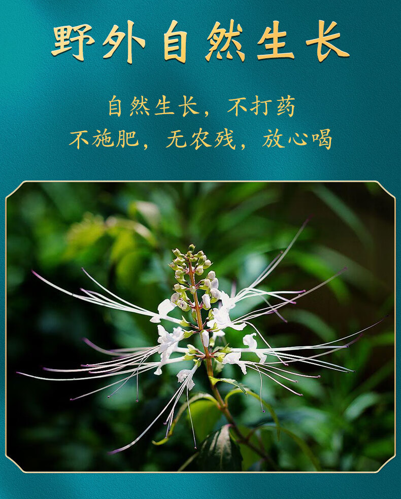 猫须草中药材云南猫须草肾茶野生1000g酸【图片 价格 品牌 报价】