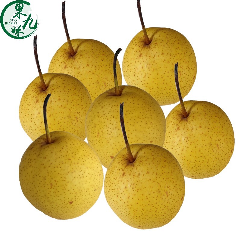 东北辽宁特产绥中大白梨秋白梨当季新鲜水果产地果农自产自销中果5斤